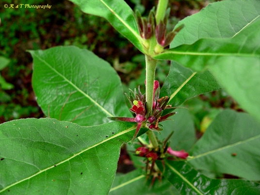 {Triosteum perfoliatum}